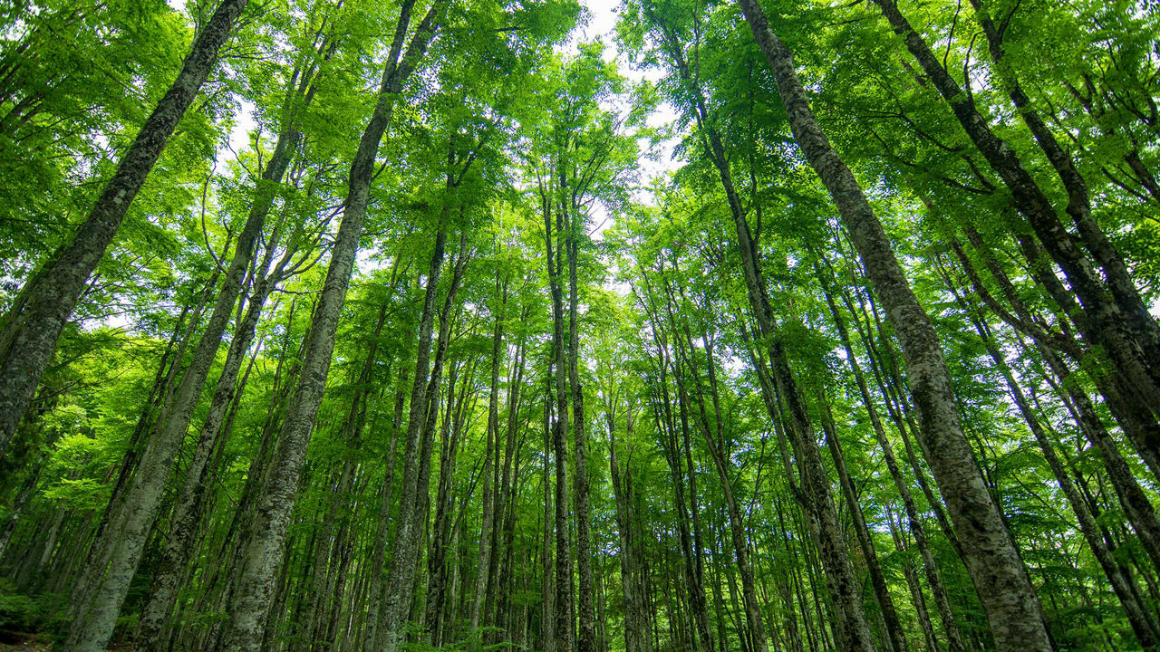 Lexmark Sustainability